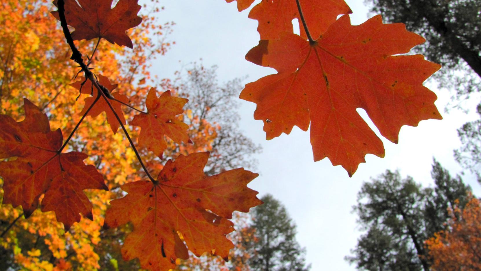 Tucson weather: Storm system to bring cooler temps, rain to the east